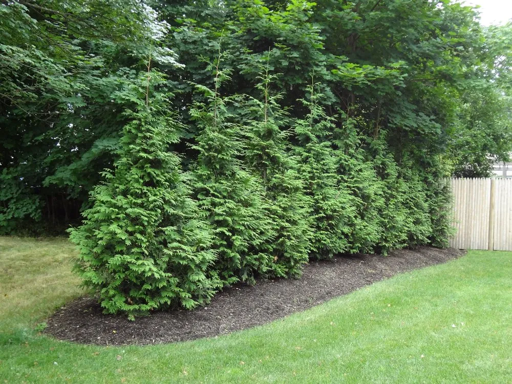 Expert lawn care service experts serving Needham, MA - Muir Bros Landscaping and Snowplowing