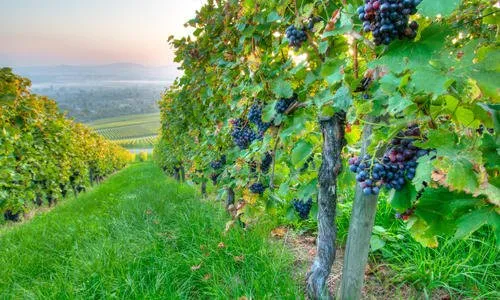 Expert yard cleanup service experts serving Hoschton, GA - Mulberry River