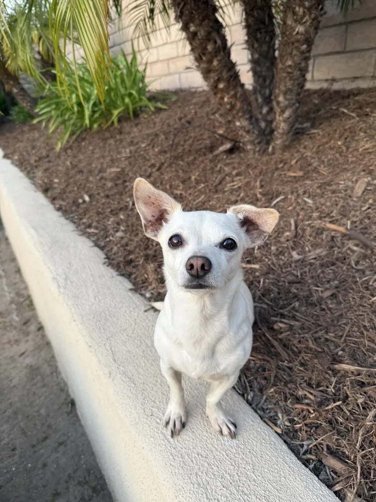 Trusted yard cleanup service in Covina, CA by Mulch And Landscaping Design