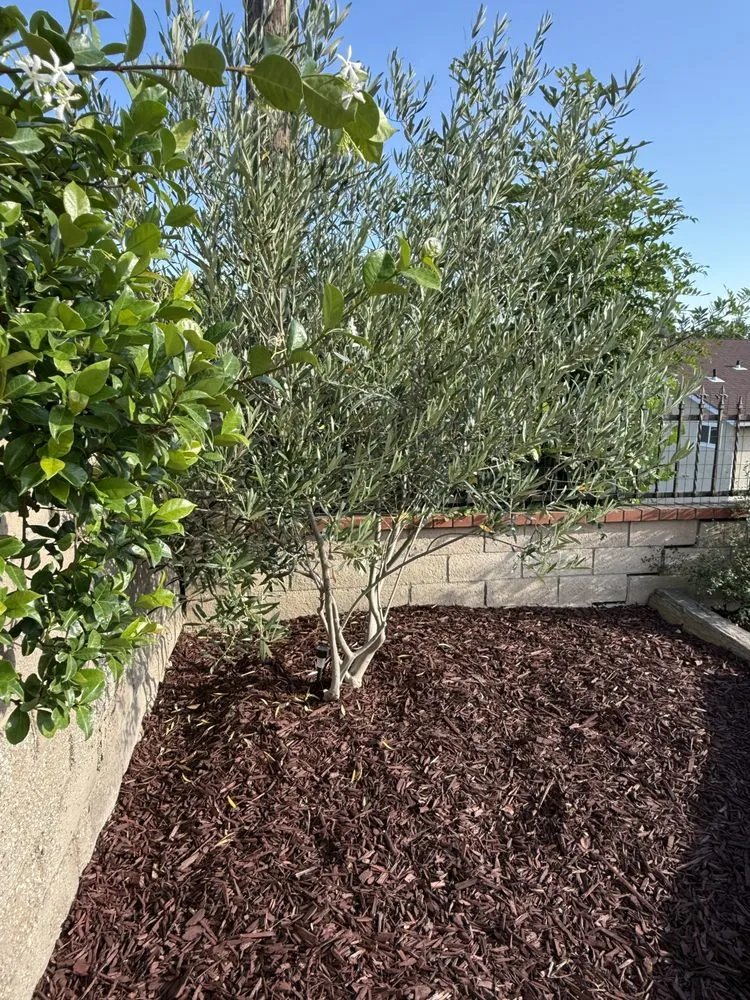 Professional residential landscaping experts serving Covina, CA - Mulch And Landscaping Design