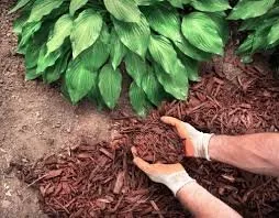 Expert yard maintenance near you in McDonough, GA by Mulch Better