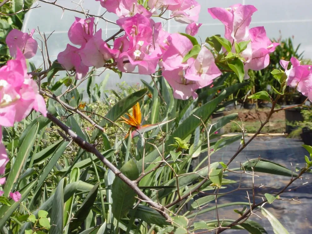 Professional outdoor landscaping for beautiful yards in Honolulu, HI by Mulkern Landscaping & Nursery