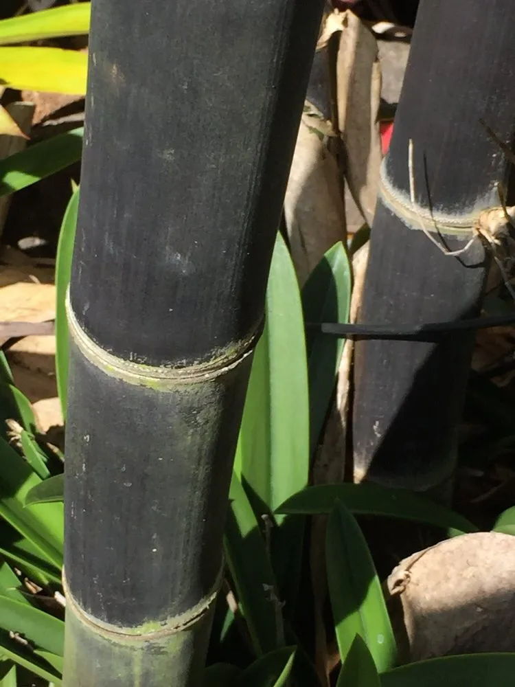 Reliable landscaping services in Honolulu, HI - Mulkern Landscaping & Nursery