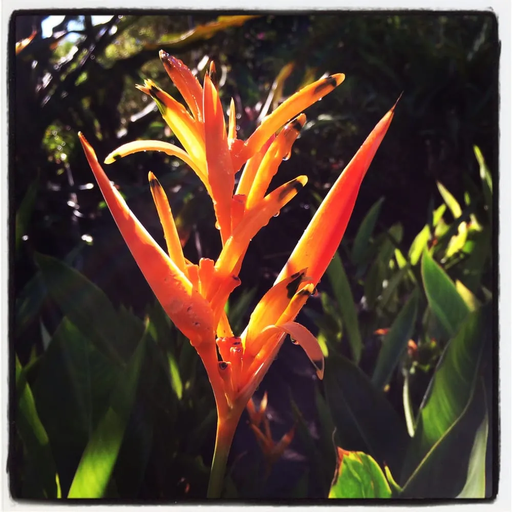 Affordable residential landscaping for beautiful yards across Honolulu, HI - Mulkern Landscaping & Nursery