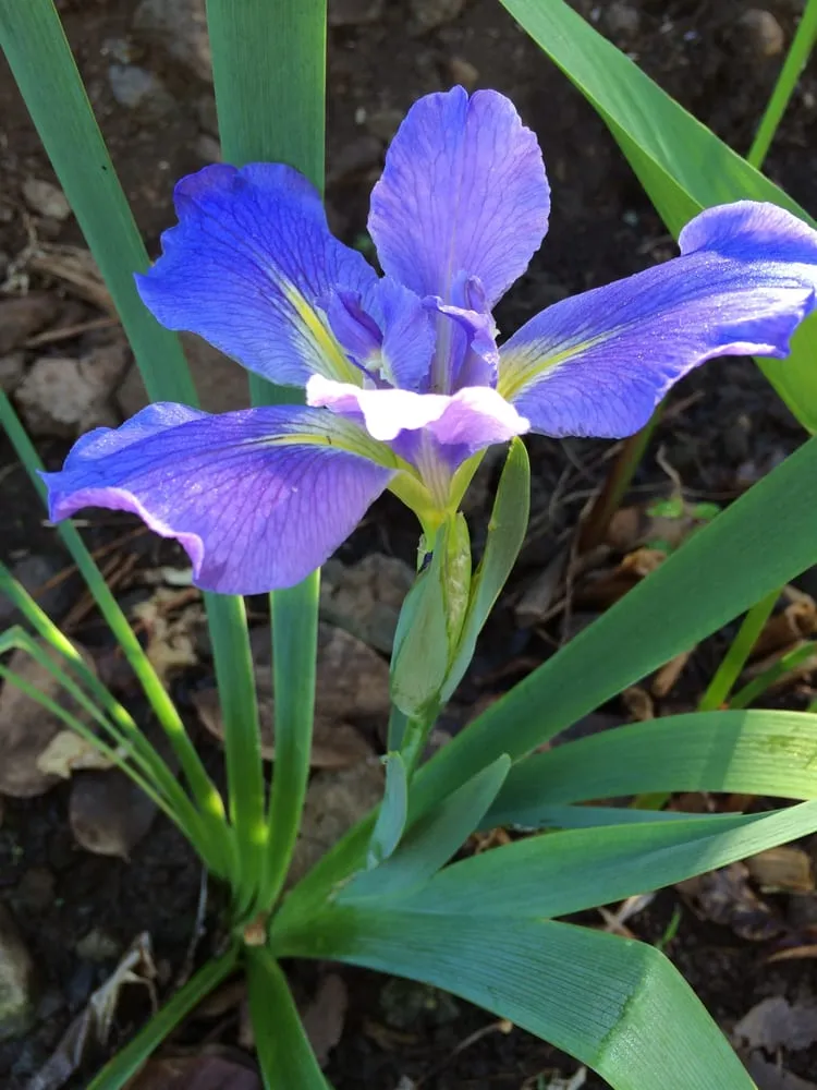 Local landscape installation experts serving Honolulu, HI - Mulkern Landscaping & Nursery