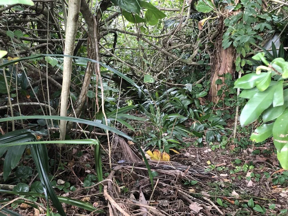 Local landscape design for homes across Honolulu, HI - Mulkern Landscaping & Nursery