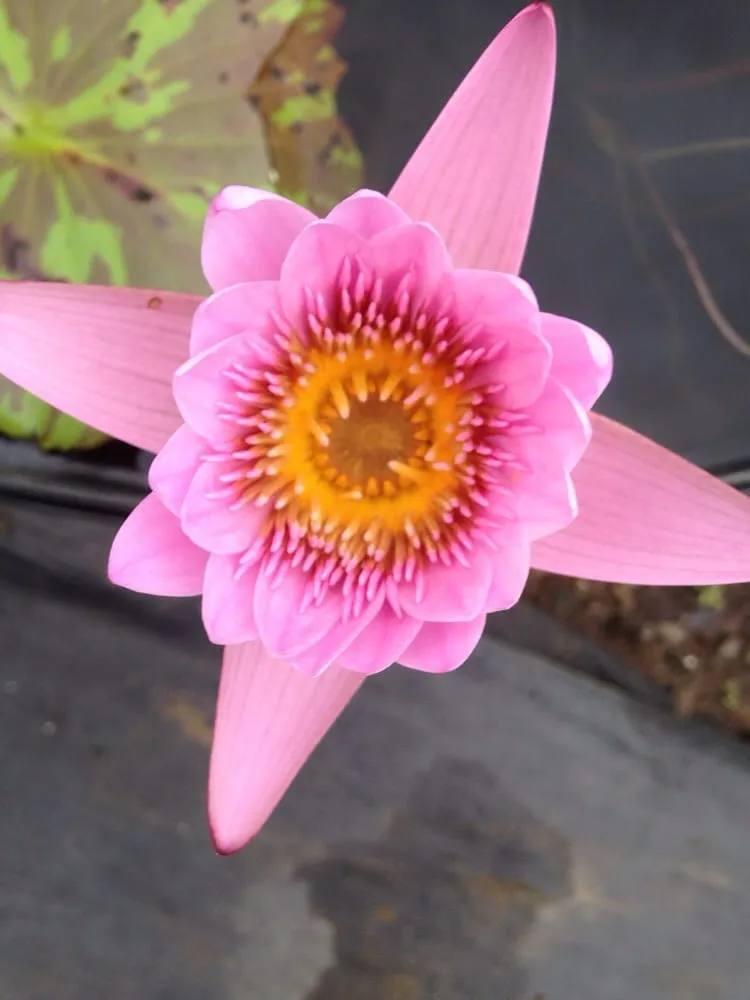 Local landscaping services for residential properties across Honolulu, HI - Mulkern Landscaping & Nursery