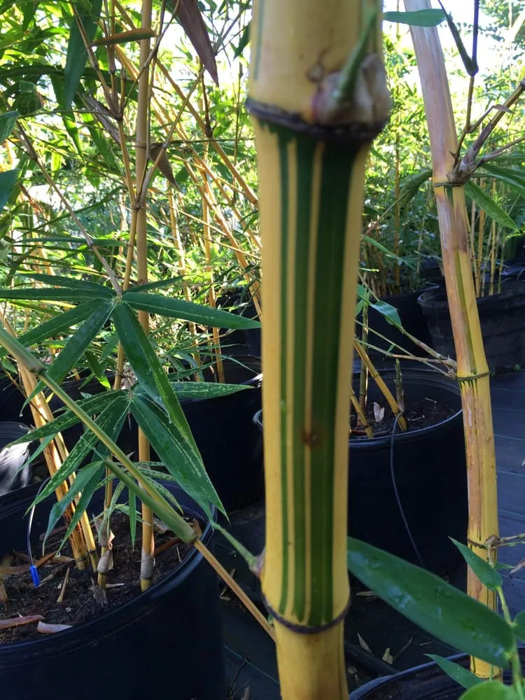 Custom yard maintenance in Honolulu, HI by Mulkern Landscaping & Nursery