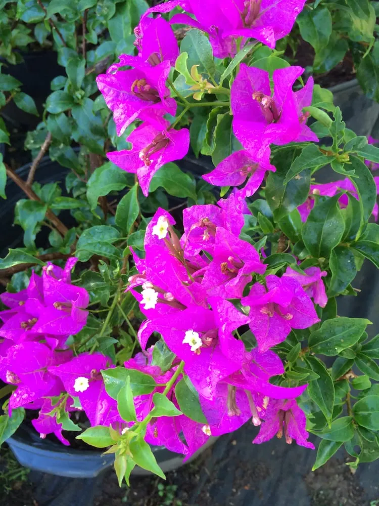 Professional landscaping services for year-round maintenance in Honolulu, HI by Mulkern Landscaping & Nursery