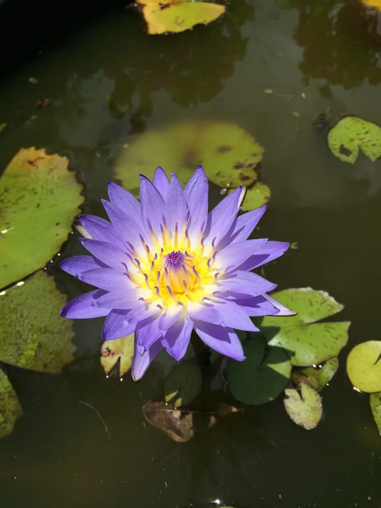 Top-rated residential landscaping in Honolulu, HI - Mulkern Landscaping & Nursery