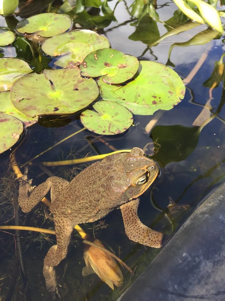 Professional lawn care service in Honolulu, HI by Mulkern Landscaping & Nursery