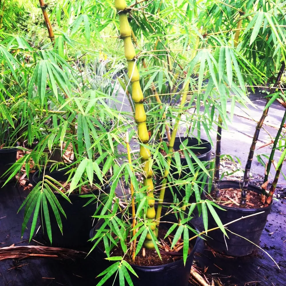 Professional lawn care service in Honolulu, HI by Mulkern Landscaping & Nursery