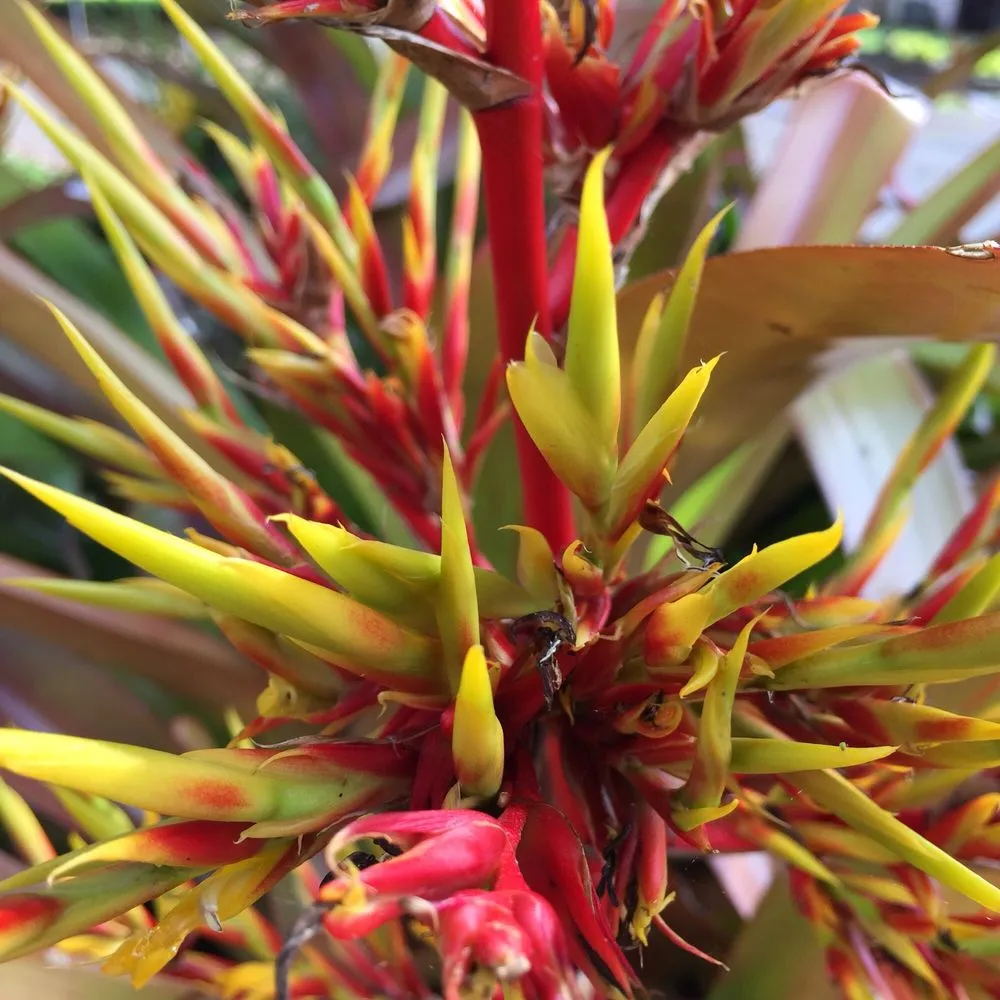 Reliable yard cleanup service for outdoor upgrades in Honolulu, HI by Mulkern Landscaping & Nursery