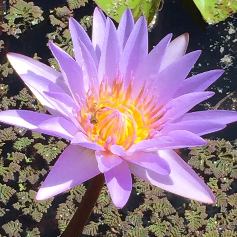 Trusted landscape design for outdoor upgrades in Honolulu, HI by Mulkern Landscaping & Nursery