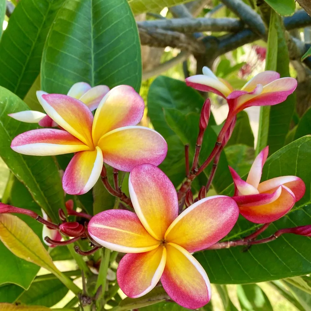 Top-rated lawn mowing service in Honolulu, HI by Mulkern Landscaping & Nursery