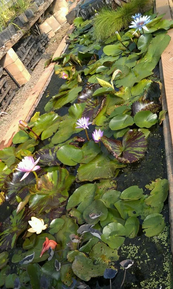 Trusted garden landscaping experts serving Honolulu, HI - Mulkern Landscaping & Nursery