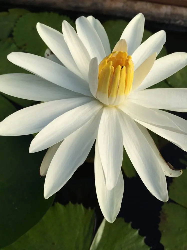 Affordable lawn care service near you across Honolulu, HI - Mulkern Landscaping & Nursery