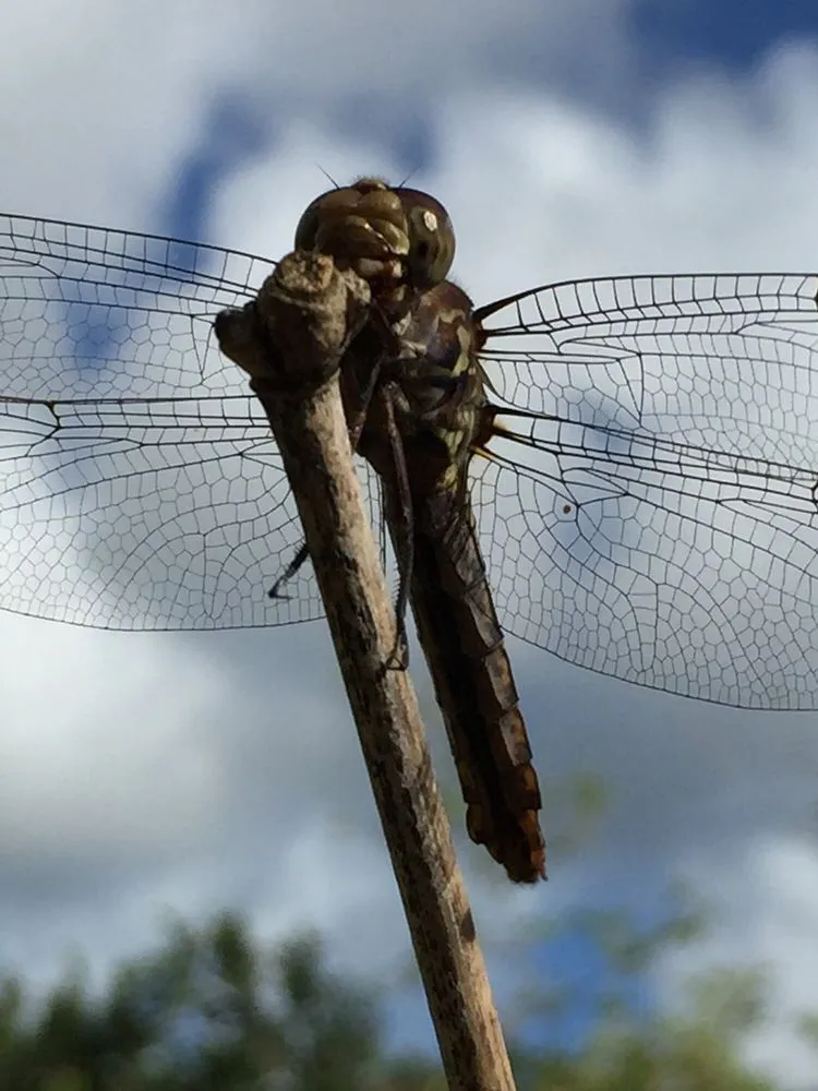 Professional landscape design in Honolulu, HI by Mulkern Landscaping & Nursery