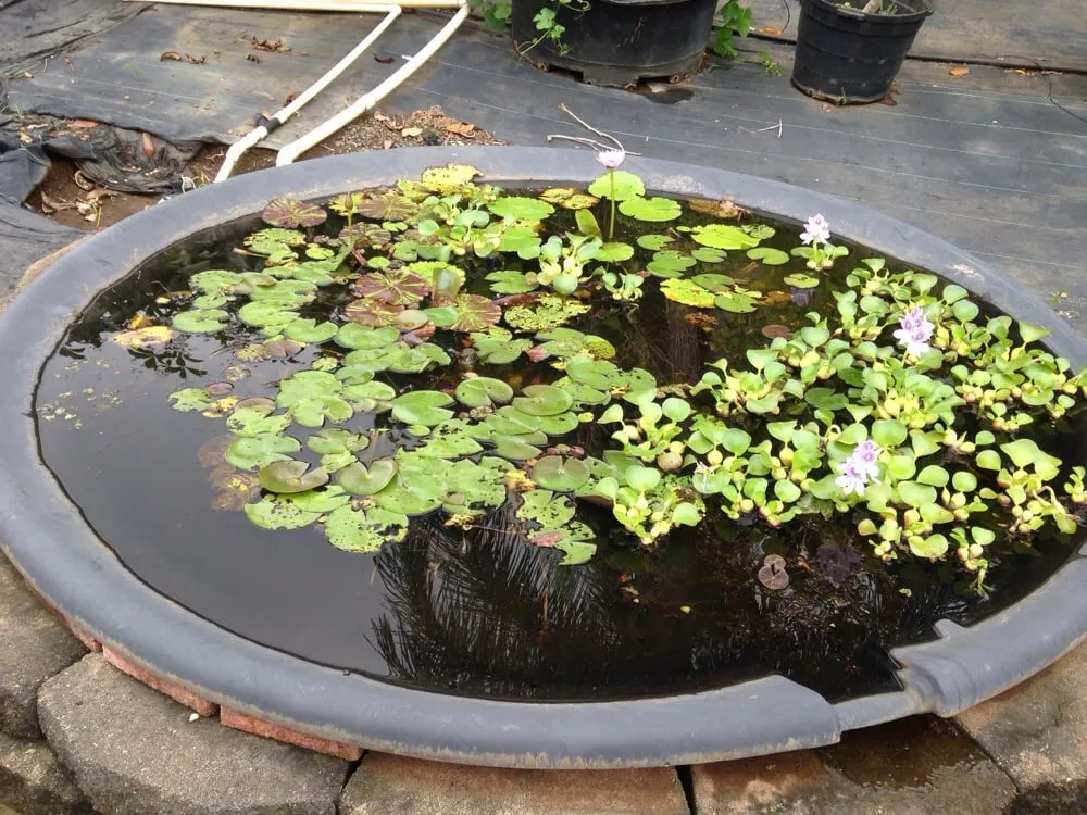 Reliable yard maintenance in Honolulu, HI - Mulkern Landscaping & Nursery