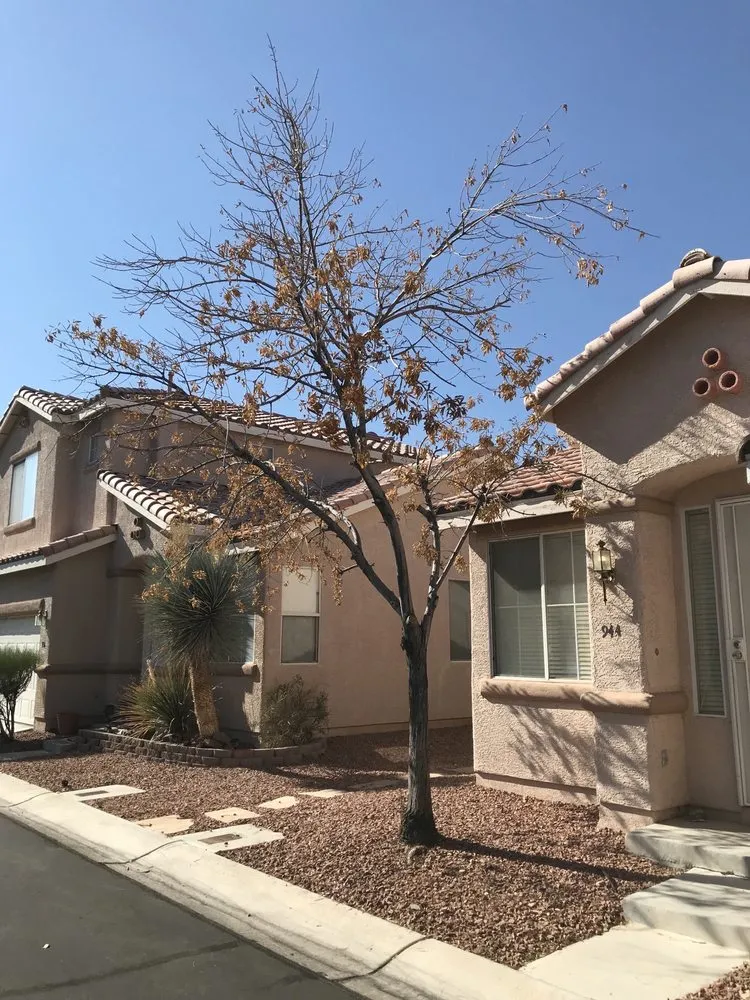 Top-rated yard maintenance in Henderson, NV by Multi Cultural Tree & Lawn Services