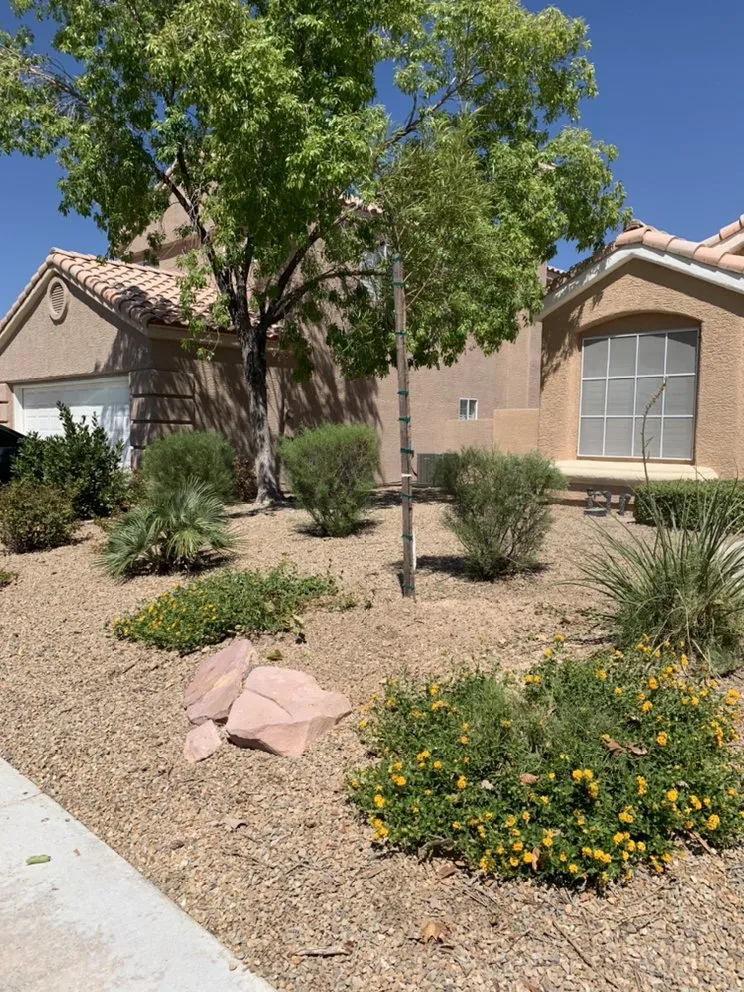 Affordable landscaping services for year-round maintenance in Henderson, NV by Multi Cultural Tree & Lawn Services