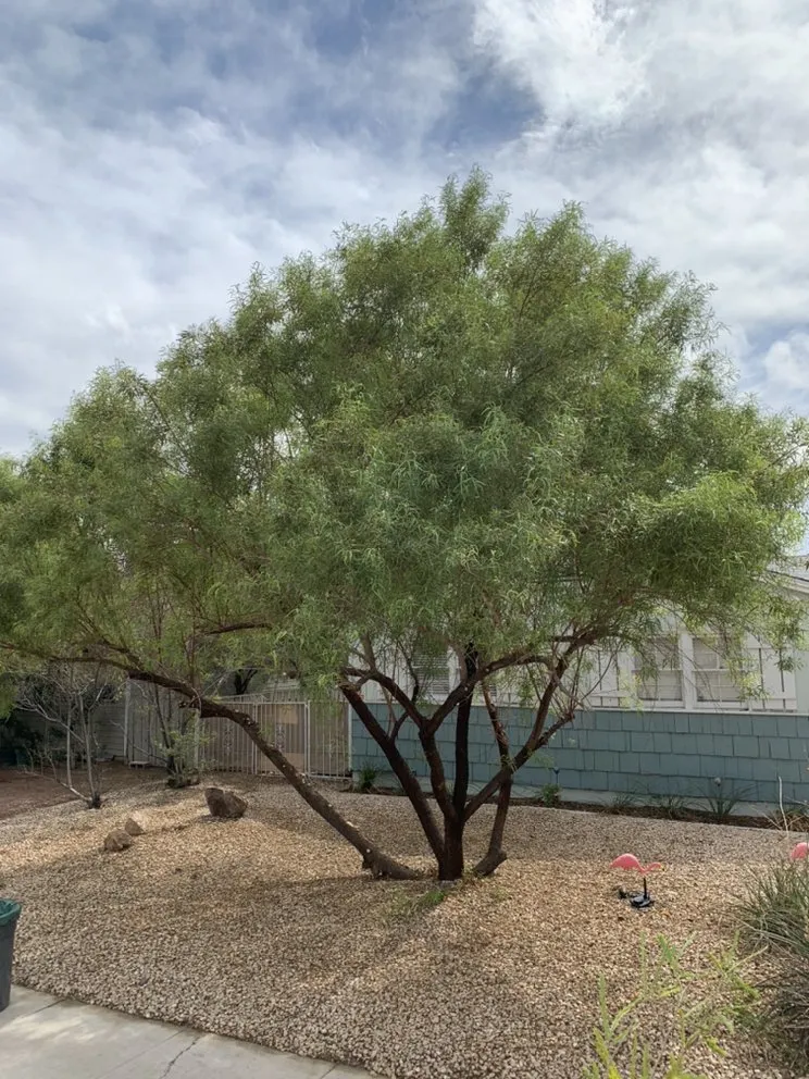 Custom lawn care service in Henderson, NV - Multi Cultural Tree & Lawn Services