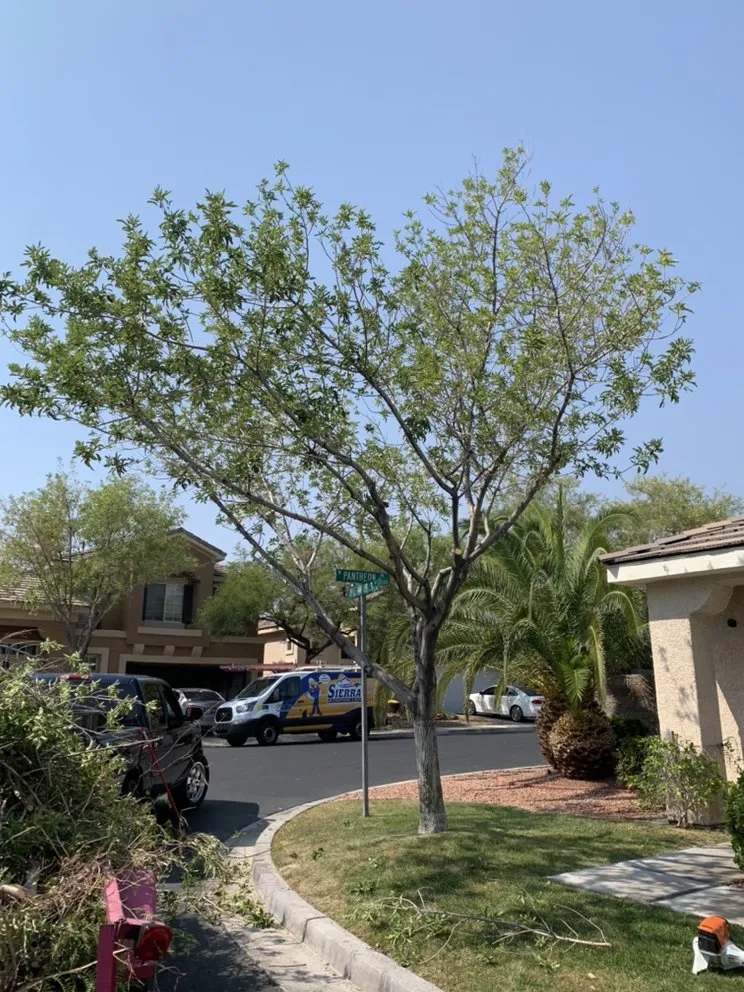 Expert garden landscaping with custom design in Henderson, NV by Multi Cultural Tree & Lawn Services