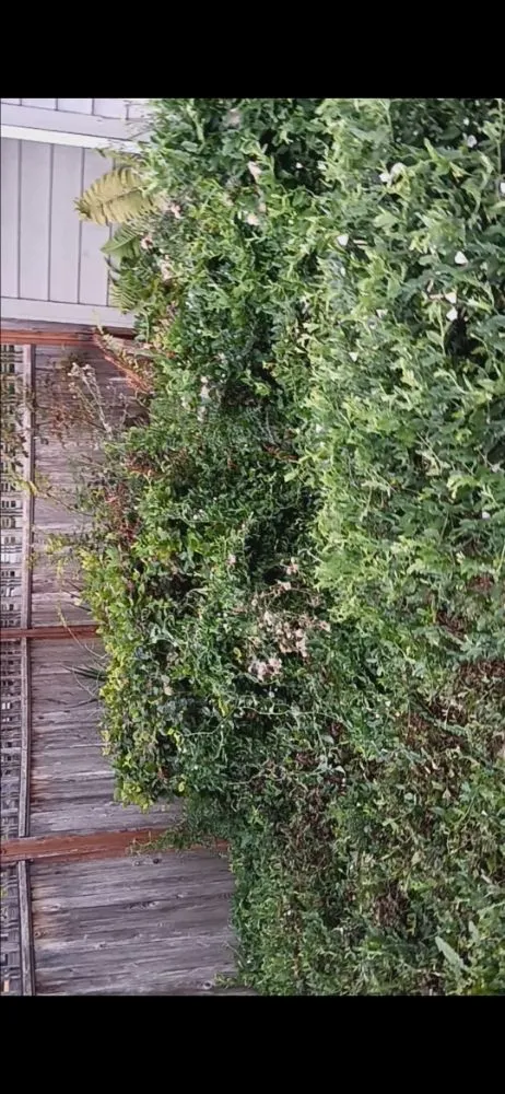 Reliable lawn care service with custom design across Ferndale, WA - Multi Services