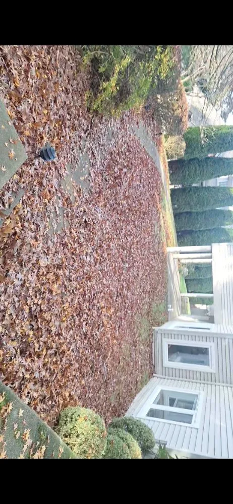 Top-rated yard cleanup service for residential properties in Ferndale, WA by Multi Services