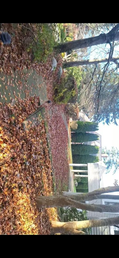 Affordable landscape installation in Ferndale, WA - Multi Services