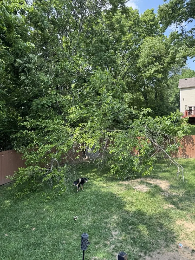 Expert lawn care service in Cincinnati, OH - Multi Tree