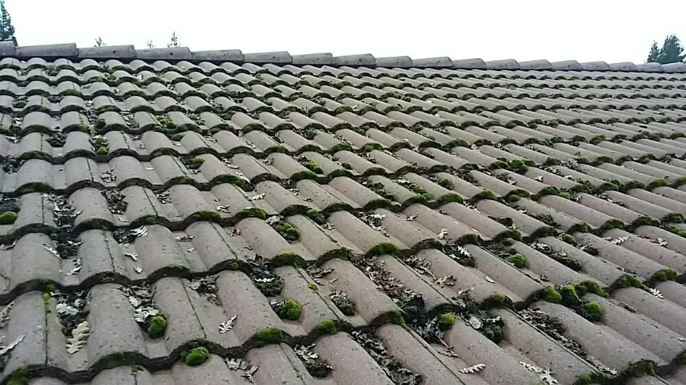 Affordable outdoor landscaping in Oroville, CA by MultiServe Exterior Cleaning Services