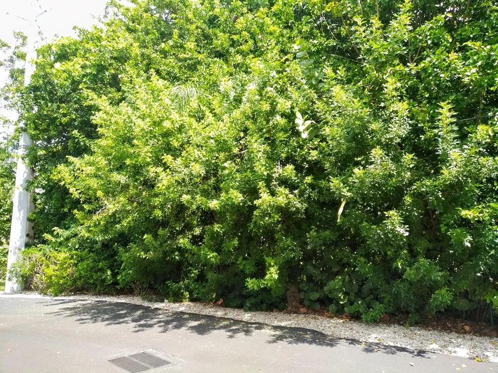 Trusted yard maintenance for homes in Cape Coral, FL by Munching Monster Lawn Services