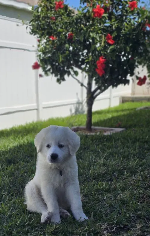 Professional yard maintenance for year-round maintenance across Cape Coral, FL - Munching Monster Lawn Services