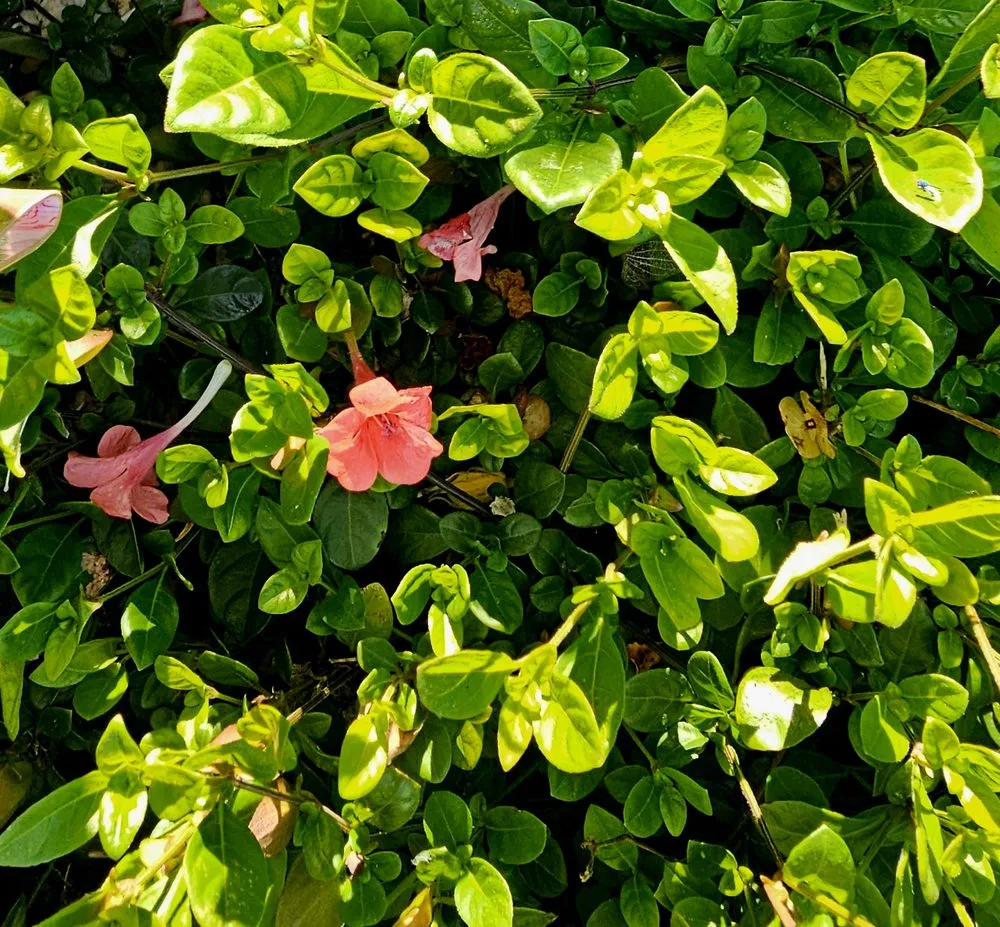 Top-rated landscape installation near you across Cape Coral, FL - Munching Monster Lawn Services