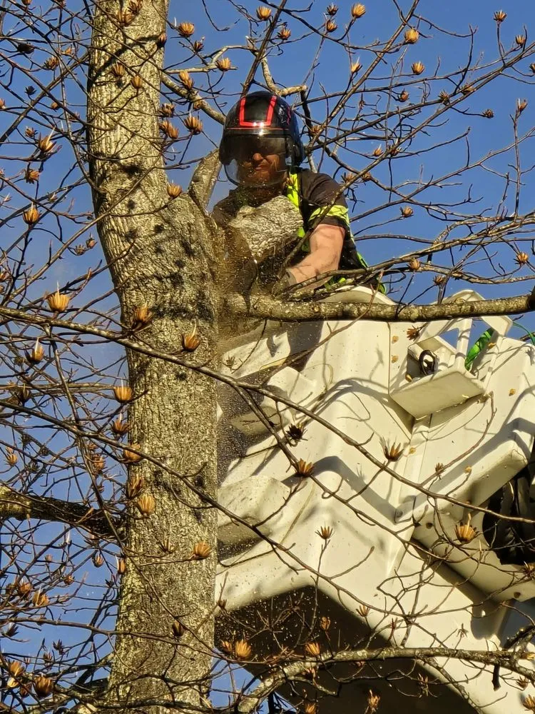 Trusted yard maintenance in Bluefield, VA - Muncy Tree and Landscape Services