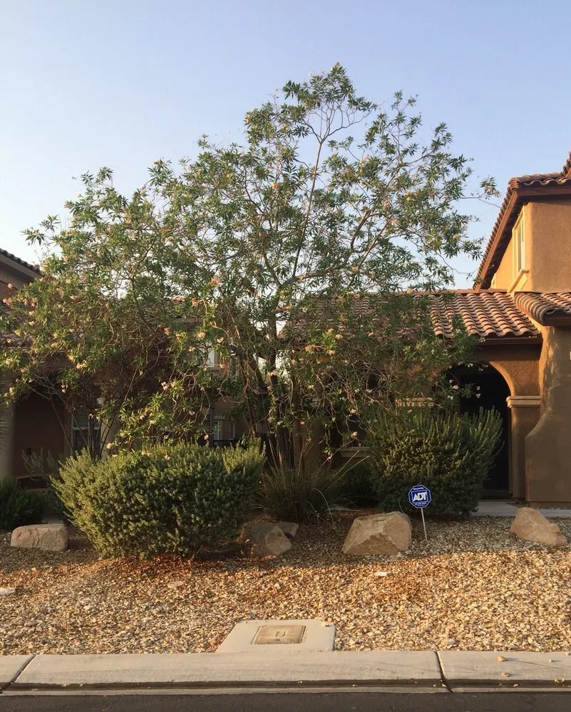 Custom landscape design experts serving North Las Vegas, NV - Mundo Lawn Service