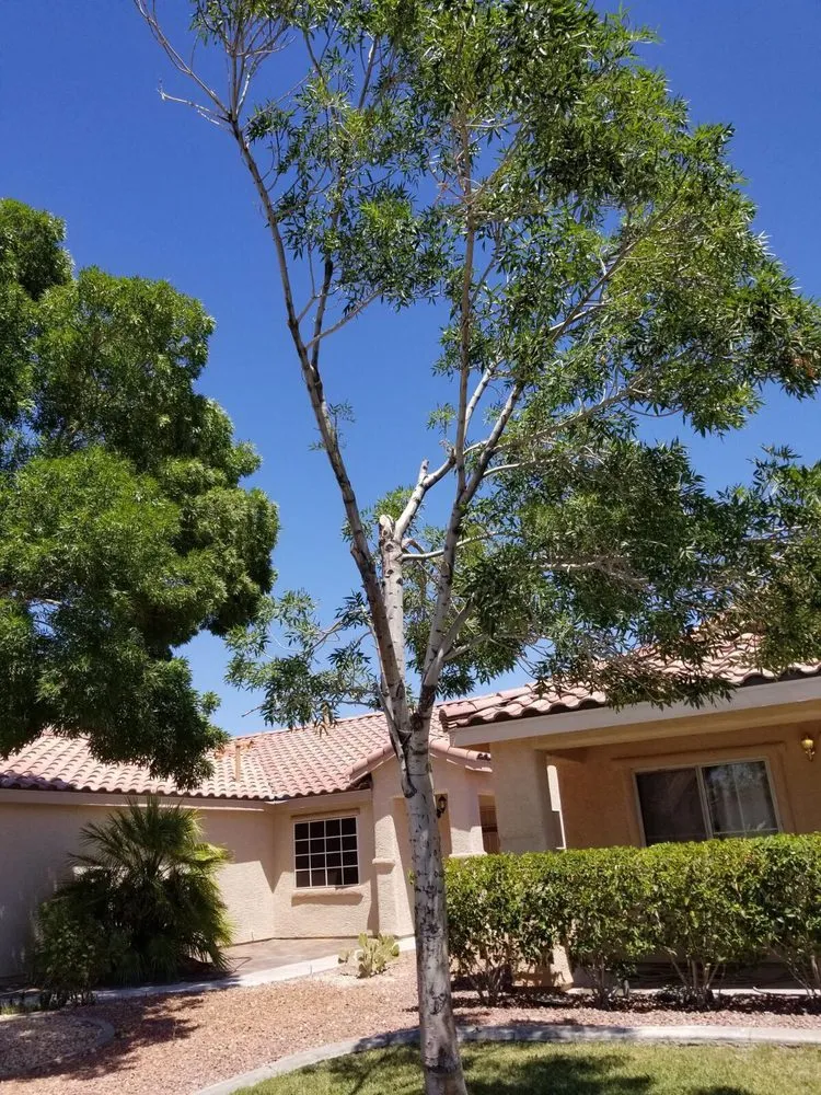 Reliable landscape design in North Las Vegas, NV - Mundo Lawn Service