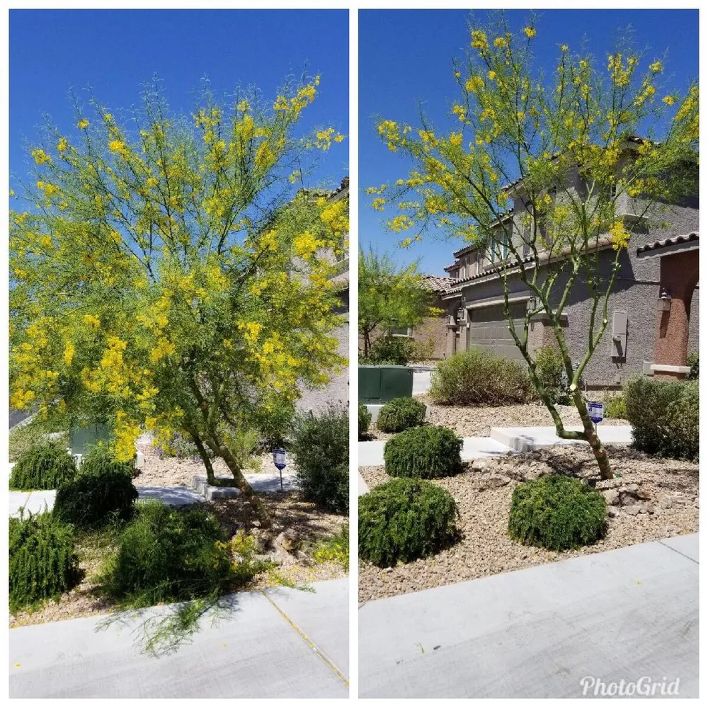 Professional landscape installation for beautiful yards in North Las Vegas, NV by Mundo Lawn Service