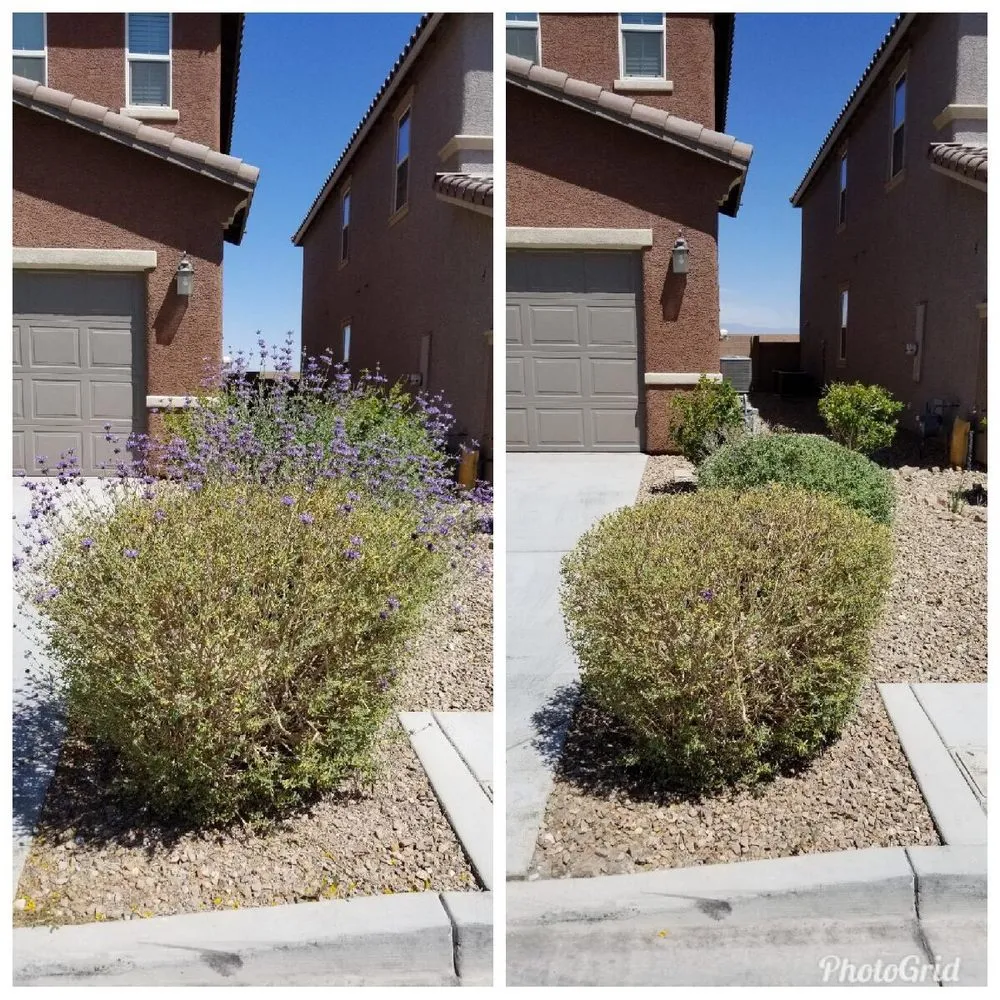 Top-rated lawn mowing service for beautiful yards across North Las Vegas, NV - Mundo Lawn Service