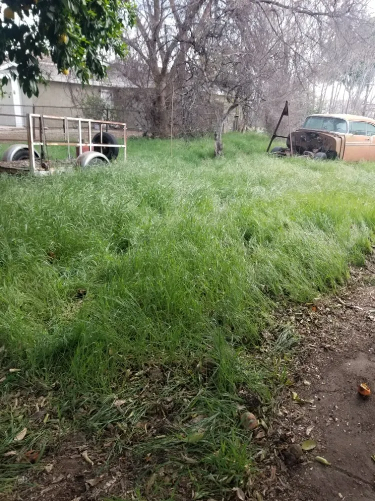 Trusted yard maintenance experts serving El Monte, CA - Mundo Verde