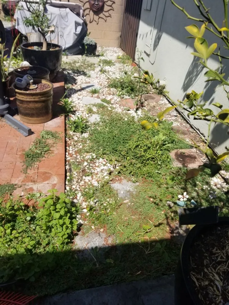 Top-rated landscaping services in El Monte, CA by Mundo Verde