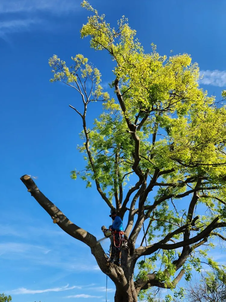 Top-rated outdoor landscaping experts serving Fresno, CA - Mundos Landscaping & Demolition