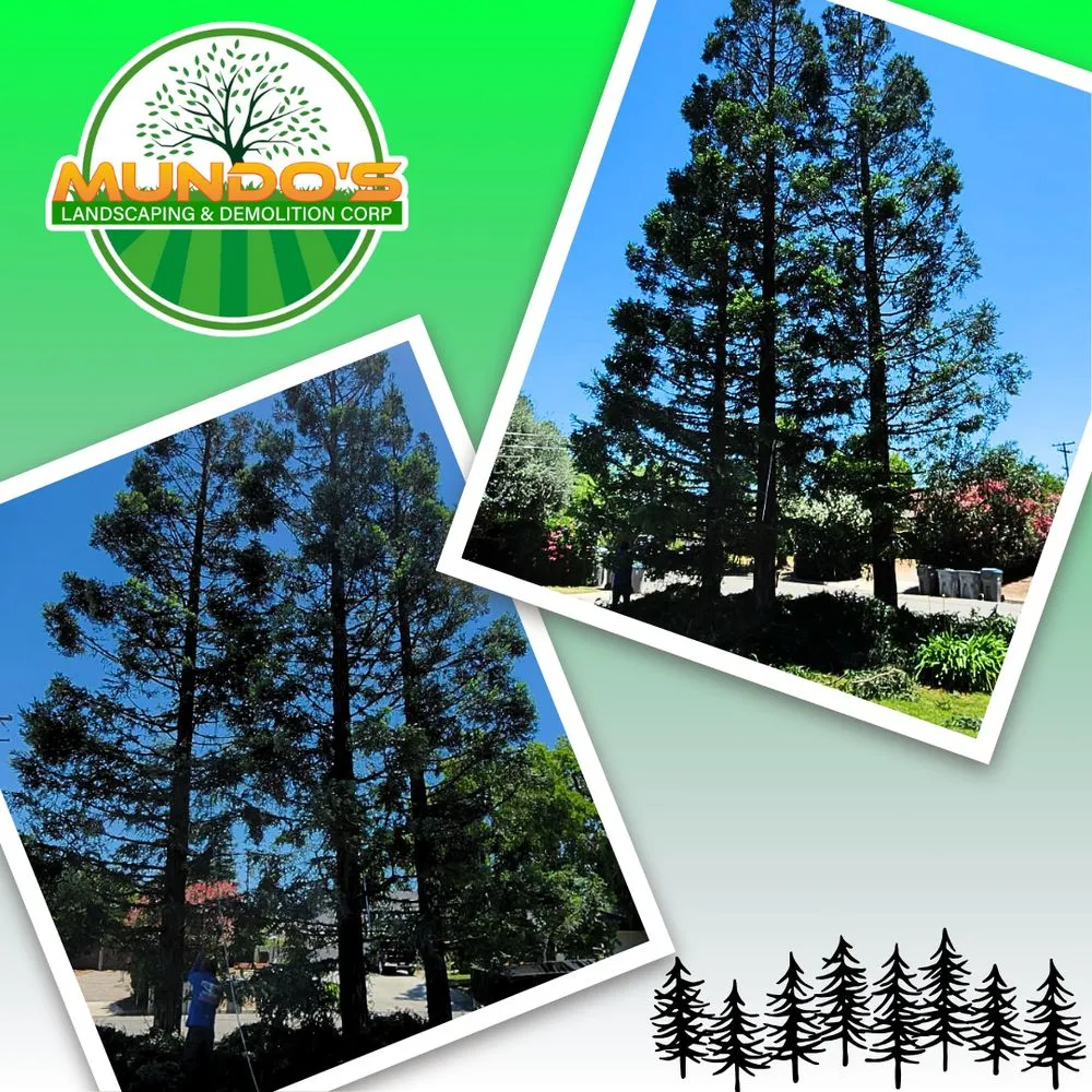 Local garden landscaping experts serving Fresno, CA - Mundos Landscaping & Demolition