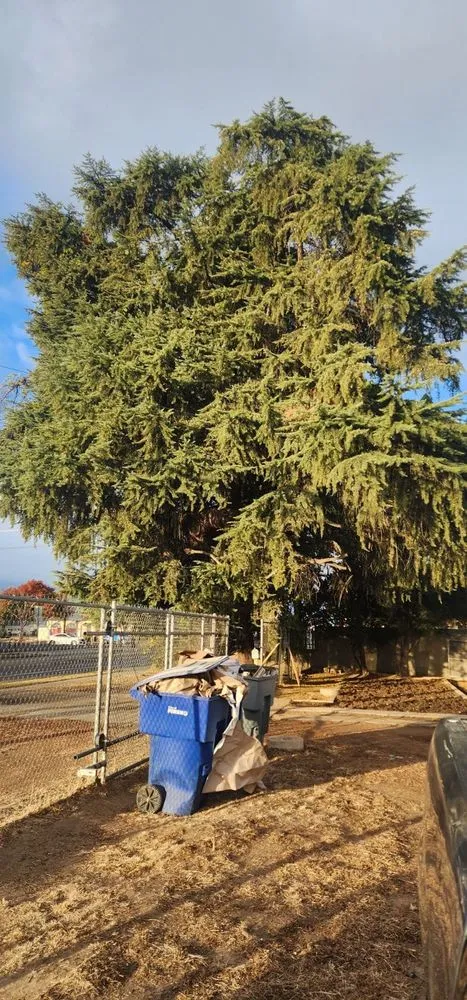 Professional outdoor landscaping experts serving Fresno, CA - Mundos Landscaping & Demolition