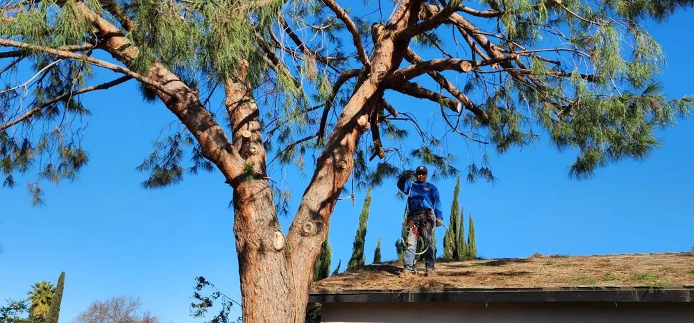 Local garden landscaping for homes across Fresno, CA - Mundos Landscaping & Demolition