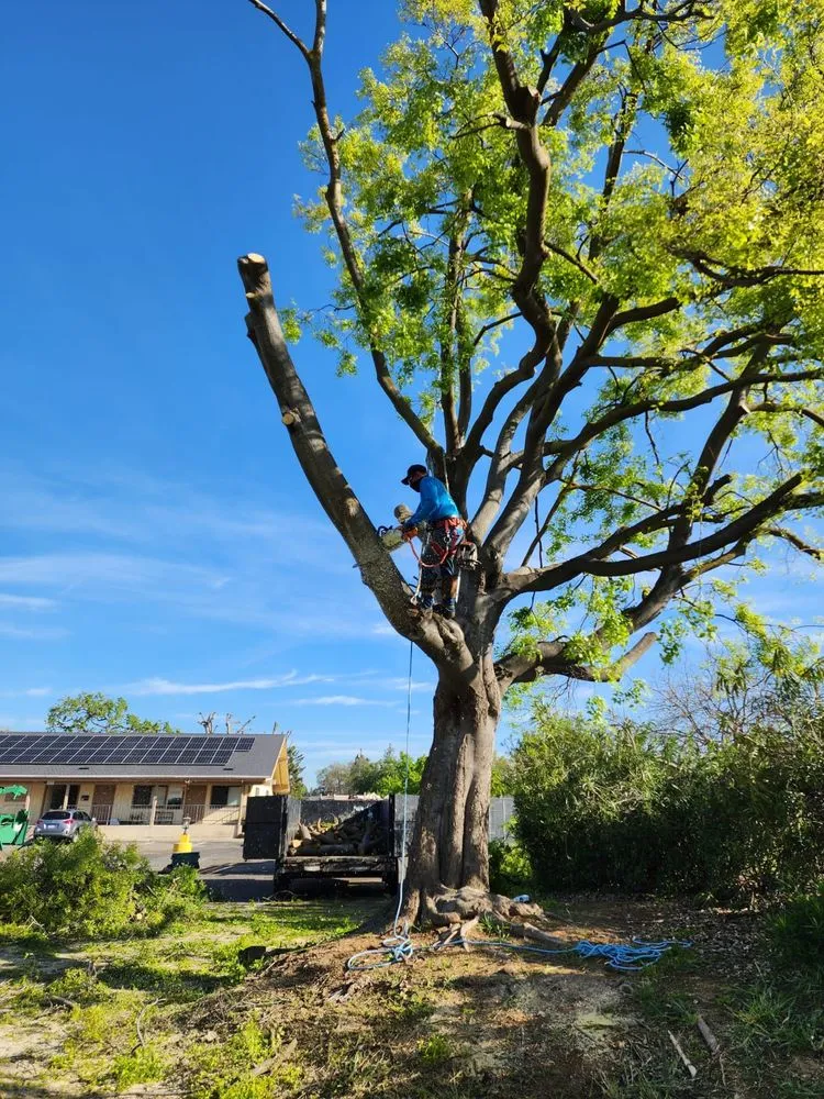 Reliable landscape installation near you in Fresno, CA by Mundos Landscaping & Demolition
