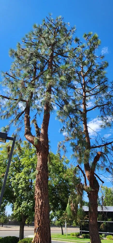 Expert landscape design experts serving Fresno, CA - Mundos Landscaping & Demolition