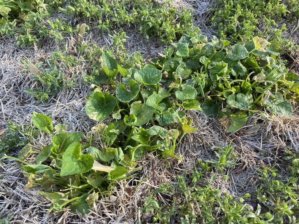 Reliable landscape installation for homes in Caseyville, IL by Munie Greencare Professionals