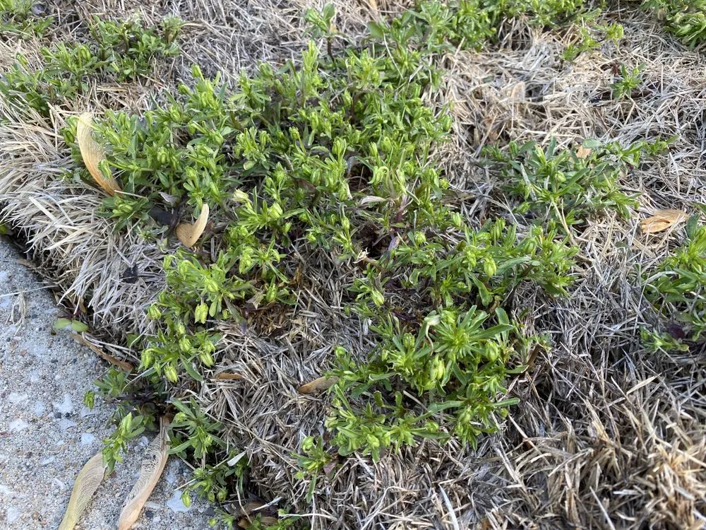 Professional landscape installation for year-round maintenance across Caseyville, IL - Munie Greencare Professionals